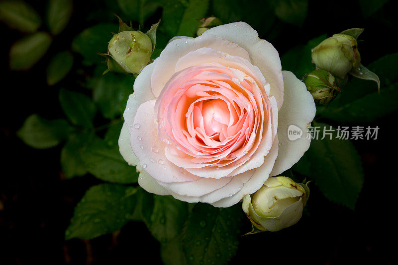 特写的粉红色玫瑰，“皮埃尔de Ronsard”，在雨中在加拿大